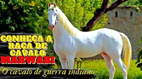 Cavalo Marwari A Ra A De Cavalo De Guerra Indiano Cavalo Youtube