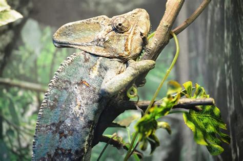 Veiled Chameleon Care Sheet: Feeding, Housing, and Handling