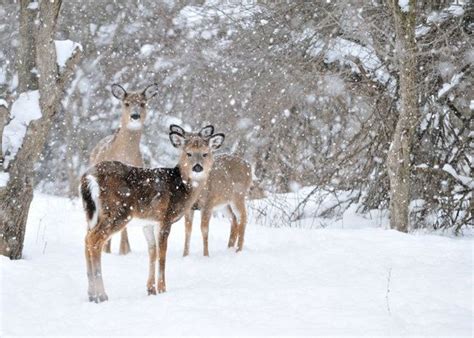 Whitetail Deer Winter Wildlife In The Snow