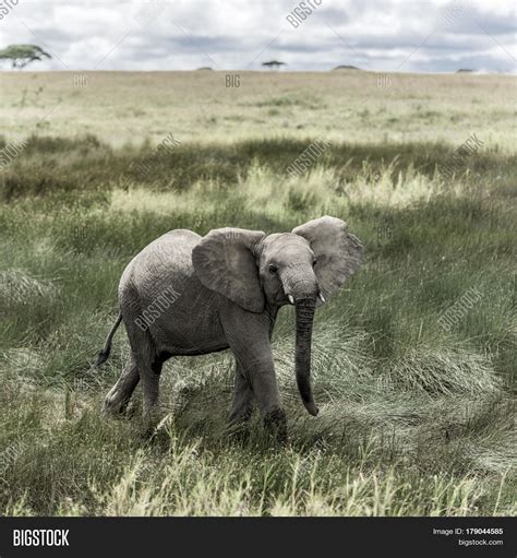 Elephant Serengeti Image & Photo (Free Trial) | Bigstock