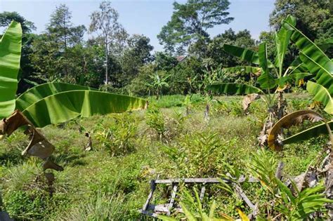 Tanah Trawas Luas M Dengan Pemandangan Gunung Penanggungan Dekat