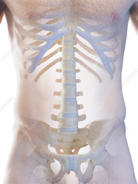 Male Skeletal System Illustration Stock Image F038 3845 Science Photo Library