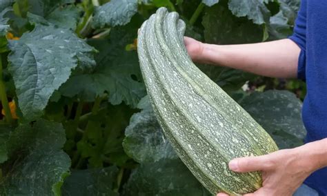 Comment Cultiver Rapidement Des Courgettes Pour Une R Colte Pr Coce Et