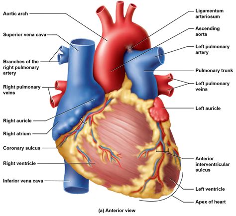 Heart Exterior Diagram Quizlet