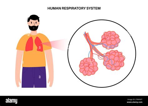 Lung Diseases Illustration Stock Photo Alamy