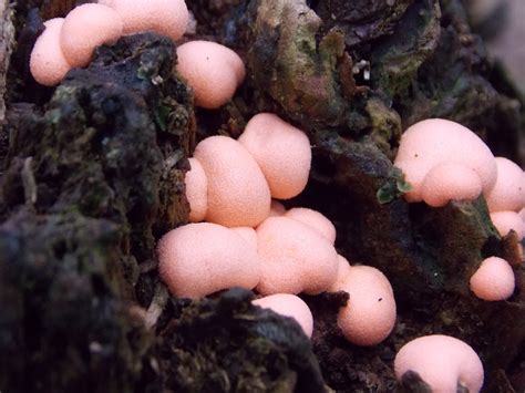 Pink Slime Mold Lycogola Epidendrum British Nature Guide