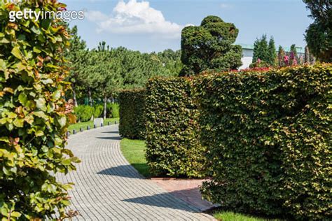 Recreation Area With Purple Beech Fagus Sylvatica Purpurea Hedge