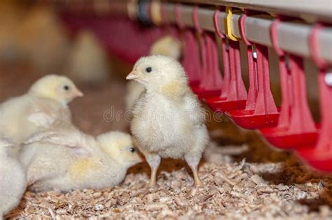 Young Chicks At A Barn In A Poultry Farm Stock Photo Image Of Small