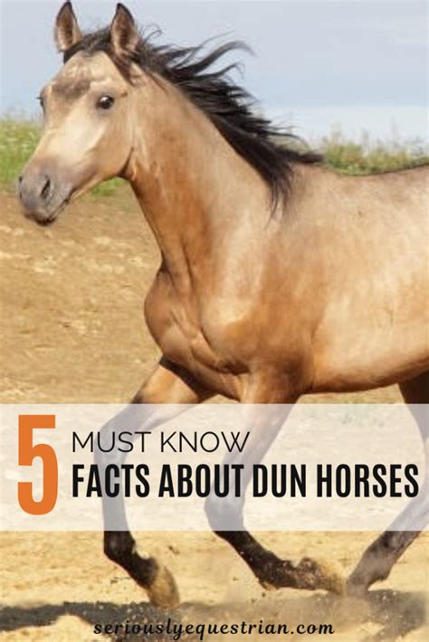 5 Must Know Facts About Dun Horses Seriously Equestrian