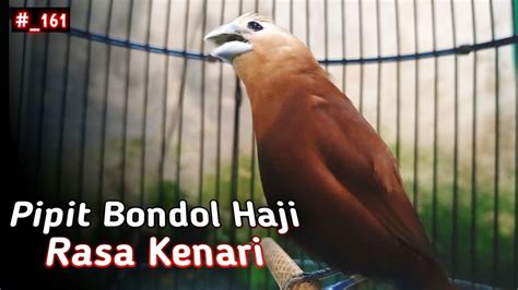 Pipit Bondol Haji Isian Kenari Suara Burung Emprit Kaji Gacor 161