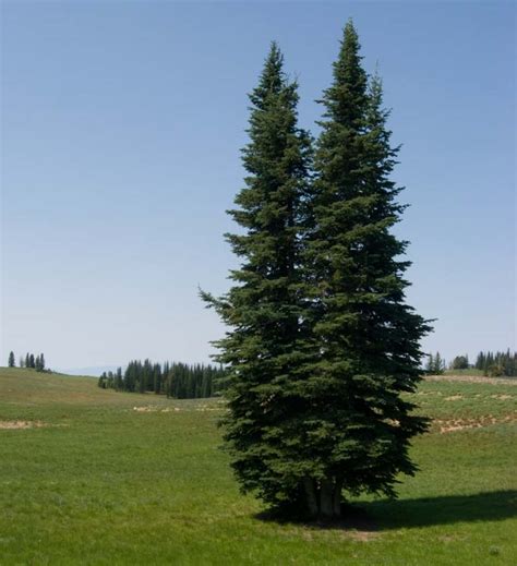 Subalpine Fir Coniferous Forest