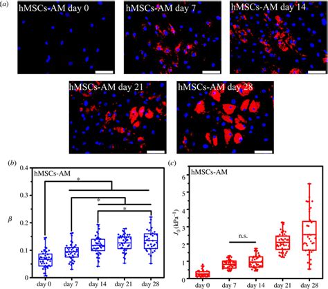 Adipogenic Differentiation Of The Hmscs From Days To Under The