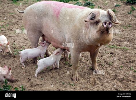 Outdoor Free Range Pig Farm Hollesley Suffolk England Stock Photo