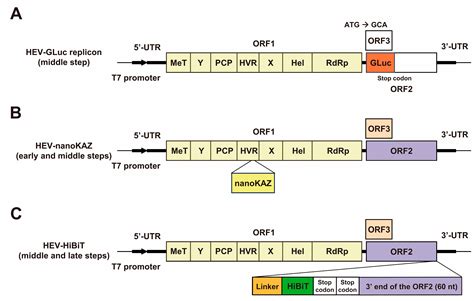 Viruses Free Full Text Three Distinct Reporter Systems Of Hepatitis