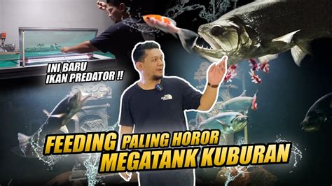 Megatank Kematian Feeding Ikan Predator Monster Amazon Membabi Buta