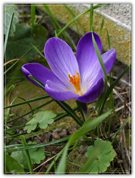 Un Petit Air De Printemps Crocus Pierre Promeneur Photographe Flickr