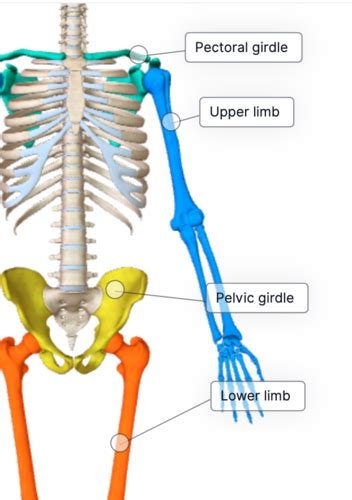 Lab 4 Appendicular Skeleton Flashcards Quizlet