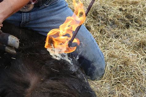 Cattle Branding Stock Photos, Pictures & Royalty-Free Images - iStock