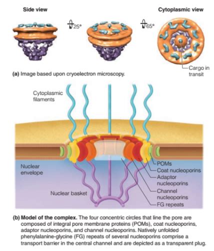 Structure Of A Nucleus Flashcards Quizlet