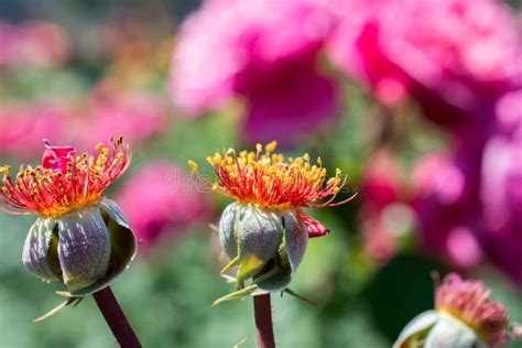 Rose Flower Without Petals In The Garden Stock Image Image Of Petal