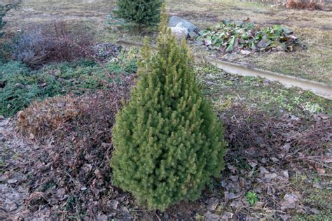 How To Grow A Christmas Tree From Seed