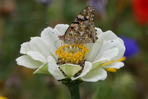 Vanessa Cardui Kelebek Makro Pixabay De Cretsiz Foto Raf Pixabay