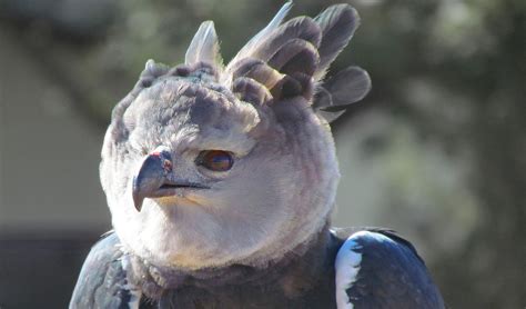 Harpy Eagle Facts Distribution And Population Biodb