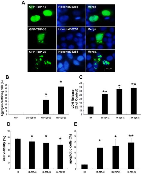 Tdp Ctfs Enhance Aggregation And Induce Neuronal Toxicity A