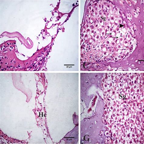 Photomicrograph Of Hande Stained Sections Of The Rat Inner Ear