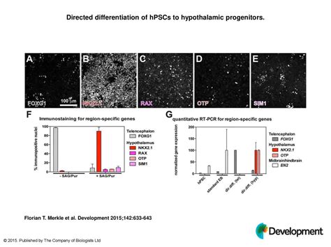 Directed Differentiation Of Hpscs To Hypothalamic Progenitors Ppt