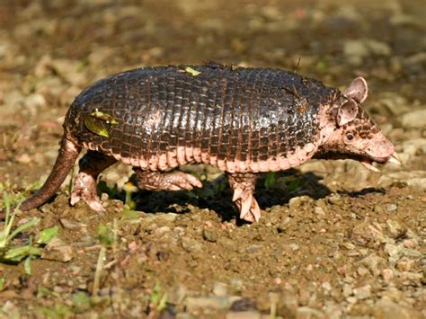 Northern Naked Tailed Armadillo From Restrepo Valle Del Cauca