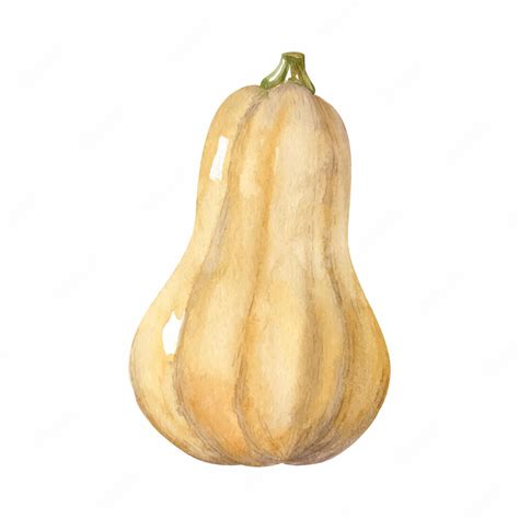 Squash Illustration