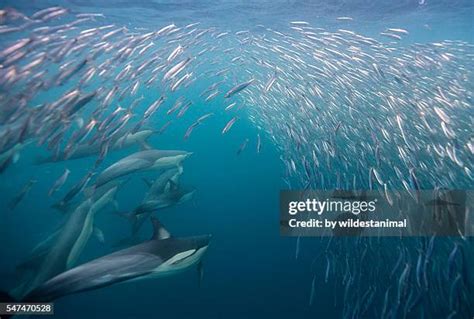 203 Dolphin Eating Fish Stock Photos, High-Res Pictures, and Images ...