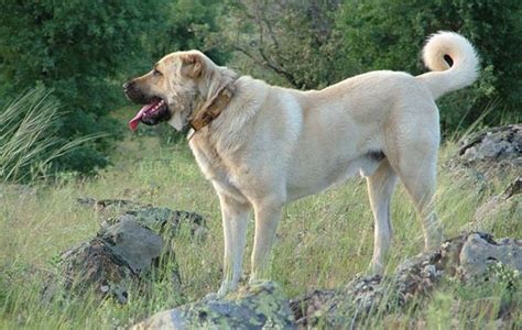 Cane Da Pastore Kangal Il Perfetto Cane