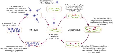 Lytic And Lysogenic Cycle For Bacteriophages