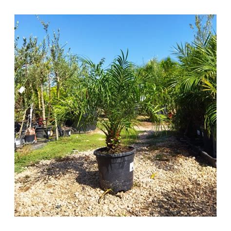 Phoenix Roebelenii Palmera Enana Palmera Robellini Comprar Robellini