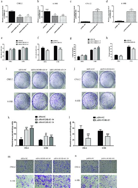 Effects Of Overexpression Or Knockdown Of LncRNA RGMB AS1 On Cell