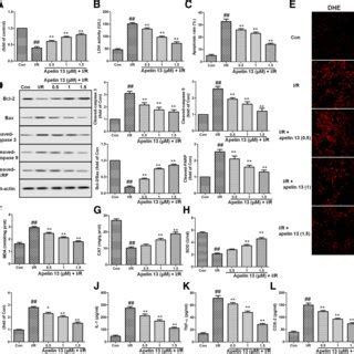 Effects Of Apelin On The Cytotoxicity And Apoptosis Induced By I R