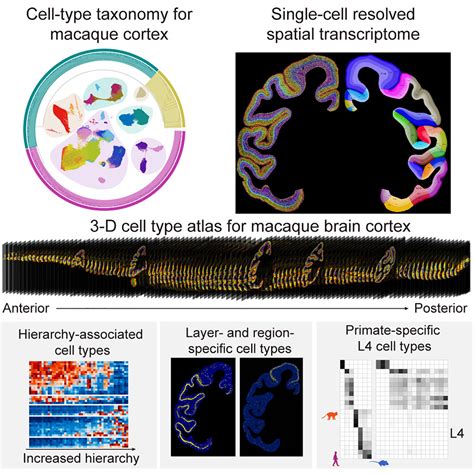 Single Cell Spatial Transcriptome Reveals Cell Type Organization In The