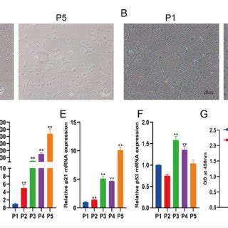 SNHG20 Promotes The Proliferation Migration And Invasion Of LSCC