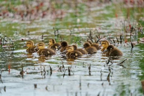 Mallard Ducklings Feeding In Wetland Pond Stock Photo Image Of Bills