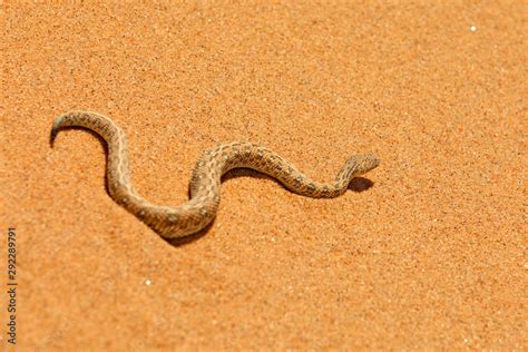 Bitis peringueyi Péringuey s Adder poison snake from Namibia sand