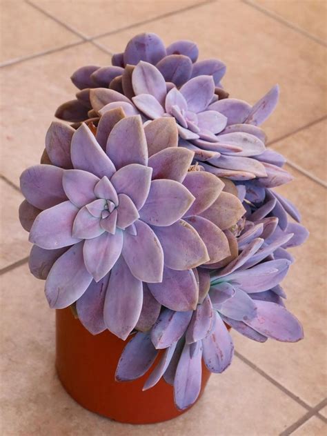 Photo Of The Entire Plant Of Graptopetalum Graptopetalum Superbum