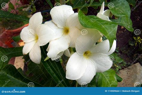 Champa Flower White Five Petals Center Yellow Color Stock Photo Image