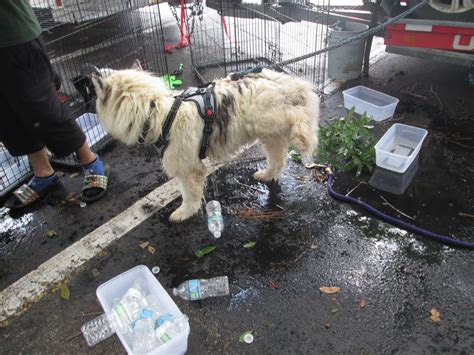 17 Cats and Dogs Rescued from Near-Death in U-Haul Truck