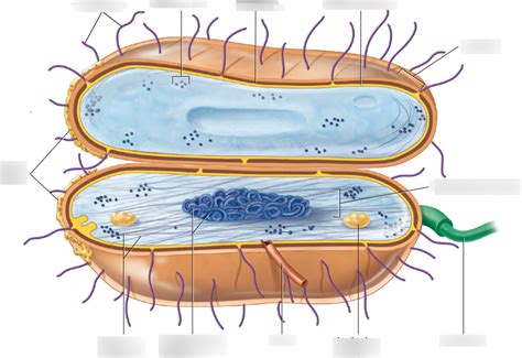 bacterial cell diagram quizlet
