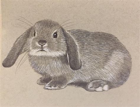 John Britton On Instagram Pencil Drawing Of Baby Rabbit” Drawings