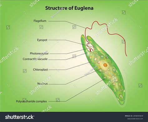 Structure Euglena Protozoa Cell Stock Vector Royalty Free