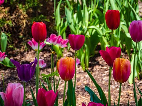 Tulp Bloem Kleurrijk Swarthmore Gratis Foto Op Pixabay Pixabay