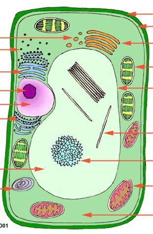 Plant Cell Organelle Labeling Diagram Quizlet